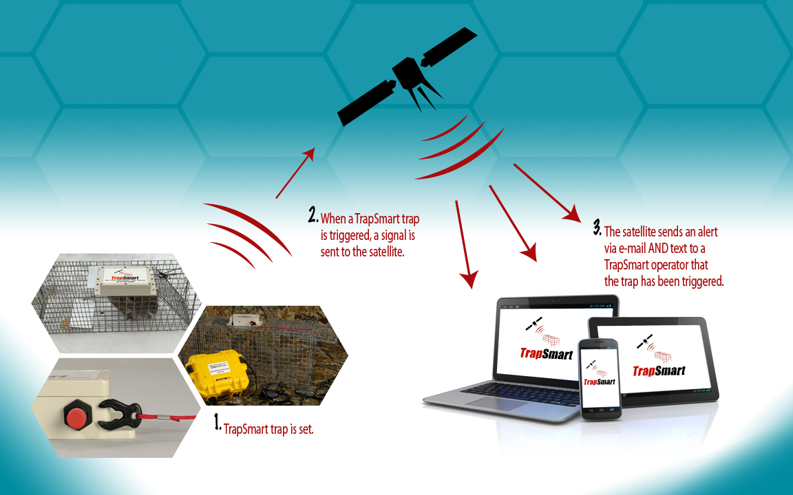 Remote Trap Monitoring: The Essential Tool in Your Arsenal - Trapmate